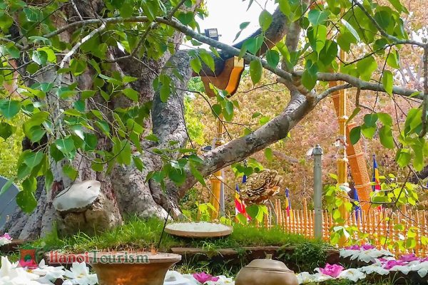 Tour Sri Lanka- Hòn Ngọc Ấn Độ Dương - 9 Ngày - Bay Vietnam Airlines - Từ Hà Nội - Ảnh 3